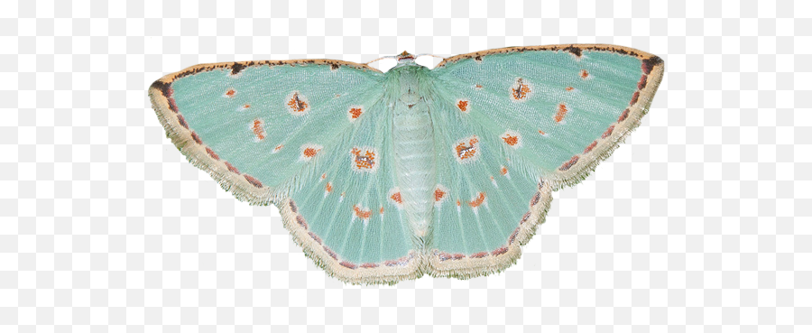 Comostola Laesaria Is A Moth Of The Geometridae Family It Emoji,Butterflies Transparent