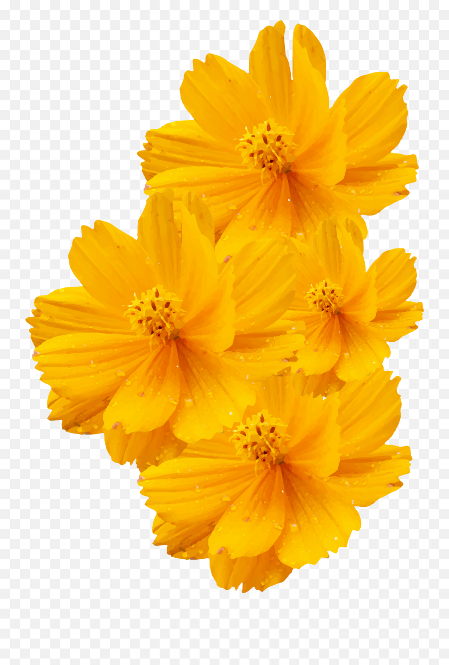 Cosmos Sulphureus Cosmos Bipinnatus Yellow Flower Euclidean - Transparent Background Yellow Flowers Png Emoji,Wildflower Png