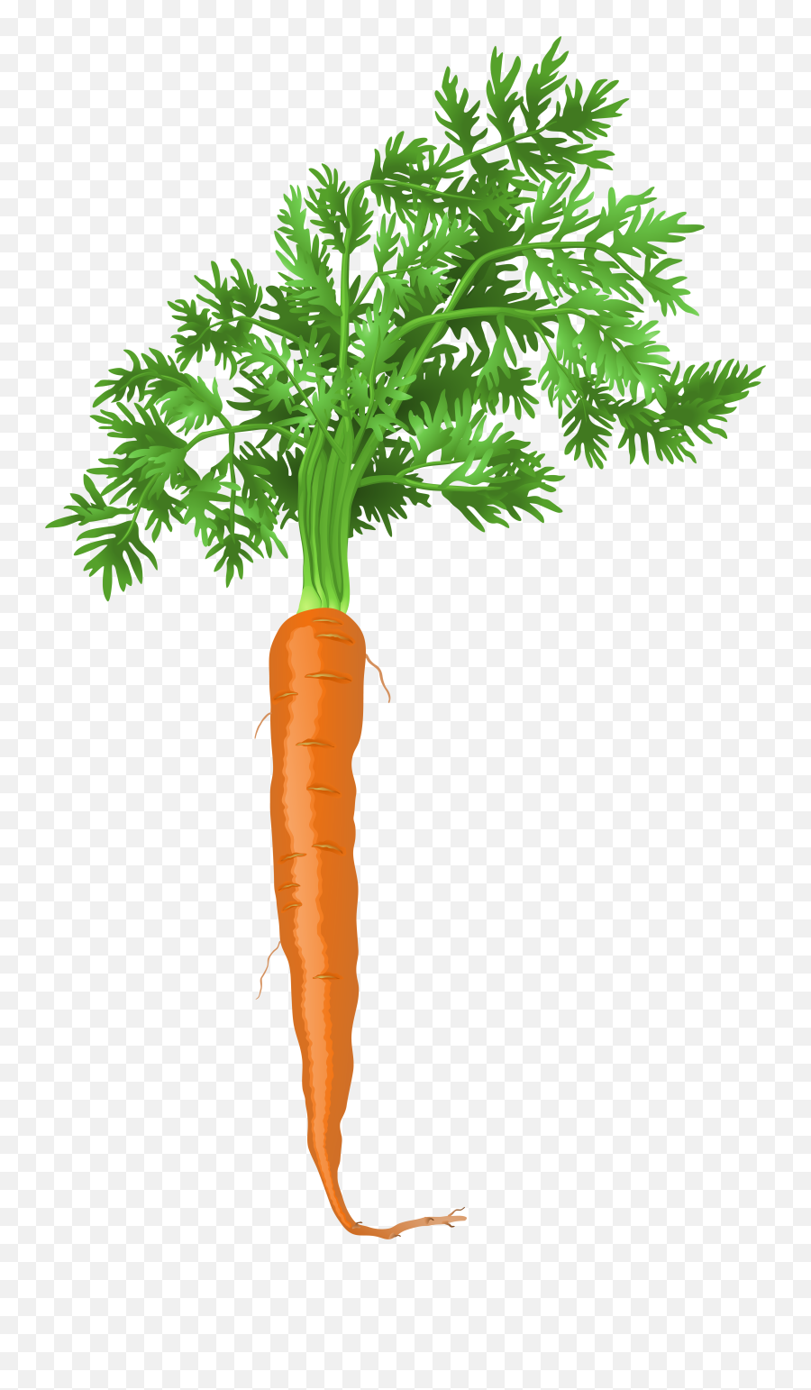 Carrot Clipart Carrot Plant Picture 2340955 Carrot Clipart - Carrot Png Emoji,Carrot Clipart