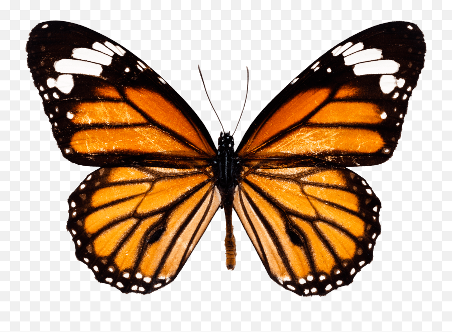 Download Butterfly Png Image Hq Png - Butterfly Png Emoji,Butterfly Png