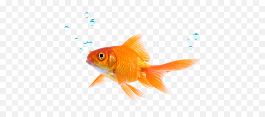 Fish Png Transparent Background Free - Pet Fish Png Emoji,Fish Png