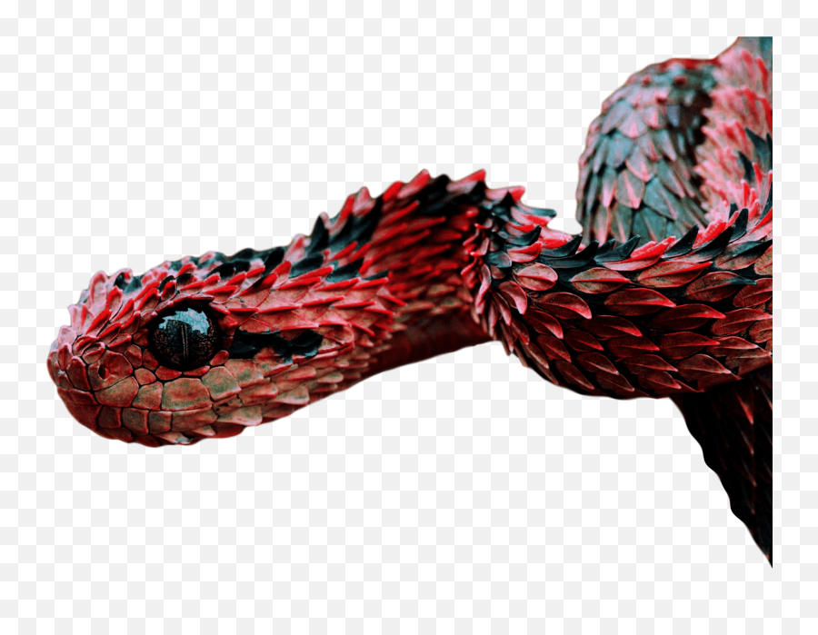 Atheris Hispida Red Snake - Transparent Background Buzz Emoji,Bush Transparent Background
