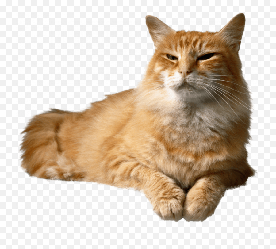 Sitting Pussy Cat Png - Transparent Images Image Free Sitting Cat Png Emoji,Cat Png