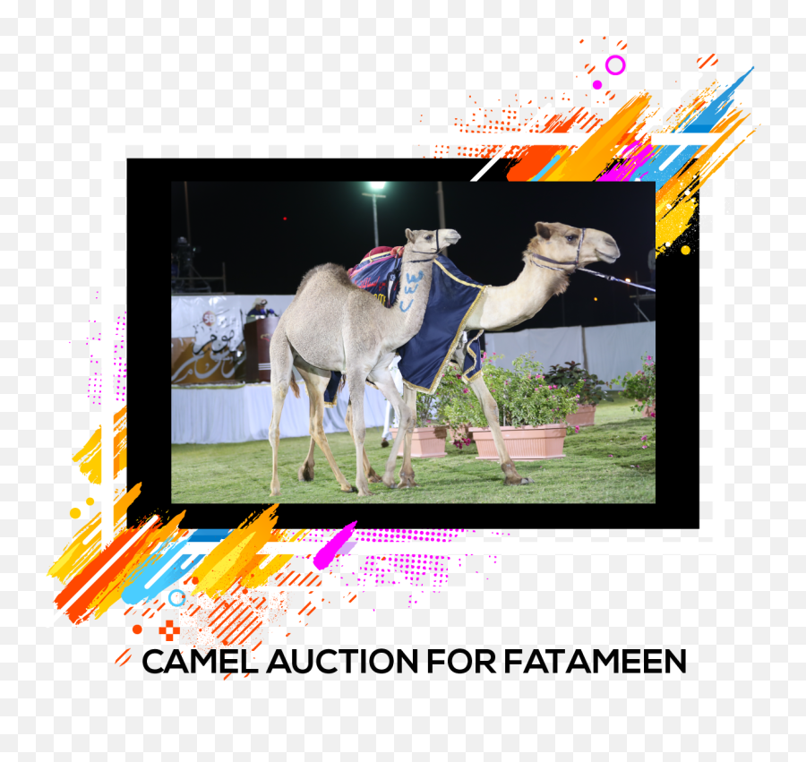 Download Camel Racingcamelssports - Arabian Camel Png Image Emoji,Camel Transparent Background