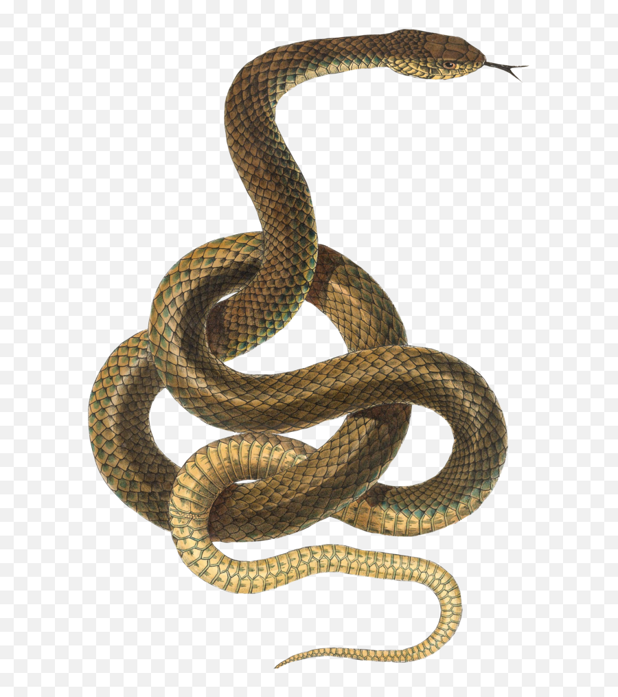Snake Png Transparent - Transparent Background Snake Snake Png Jungle Snake Emoji,Snake Clipart