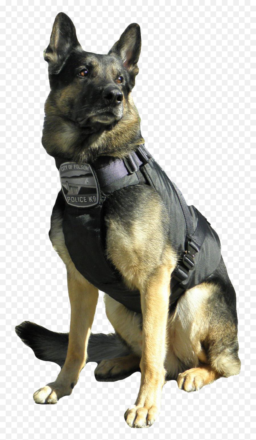 Download Hd All K - 9 Police Dogs Must Have A Vest Police German Shepherd Dog Working Service Emoji,Dogs Png