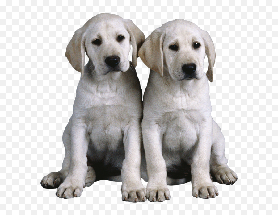 Cute Dog Png 11 - Png 4919 Free Png Images Starpng Emoji,Cute Dog Png