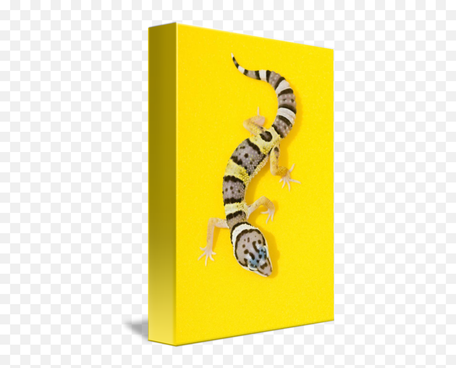 Baby Leopard Gecko By Design Pics Emoji,Leopard Gecko Png