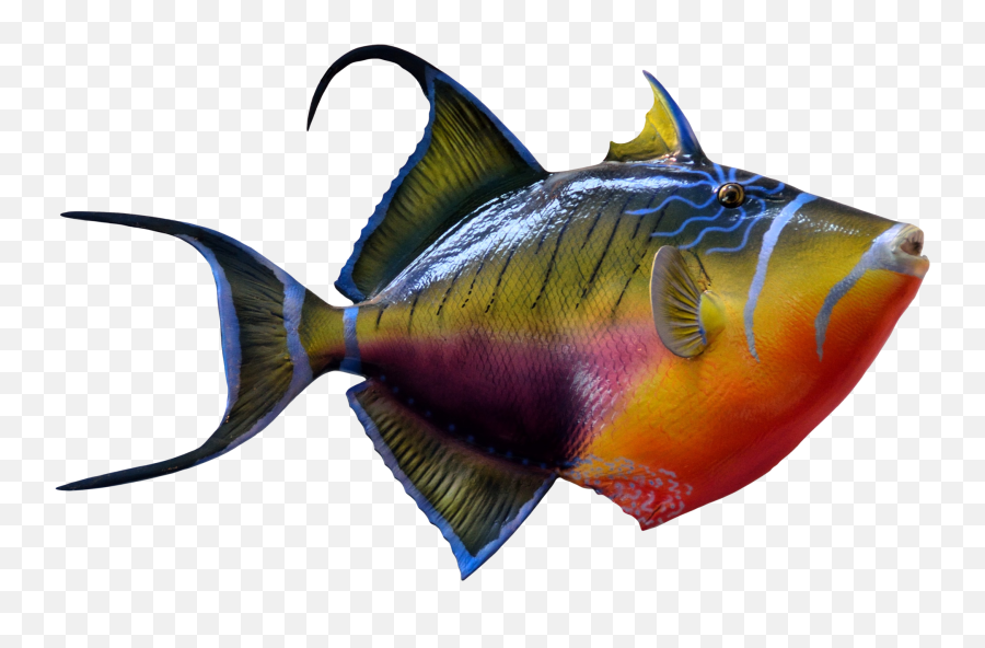 Download Colorful Fish Png Transparent - Colorful Fish Png Emoji,Fish Png
