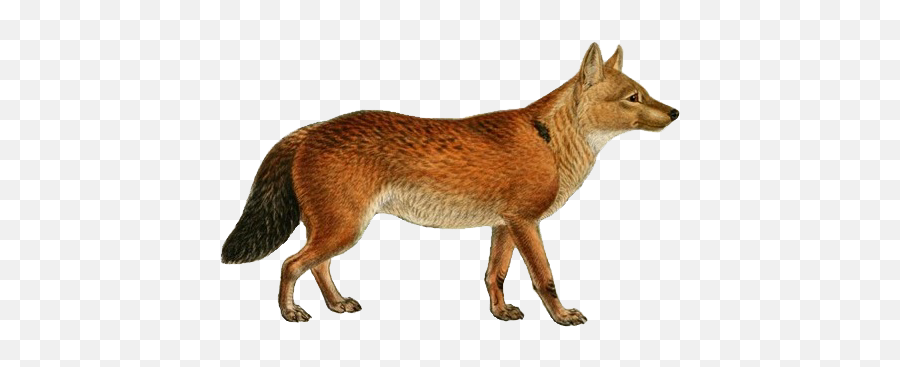 Filedogs Jackals Wolves And Foxes Plate Xlipng - Fox Vintage Illustration Emoji,Fox Transparent Background