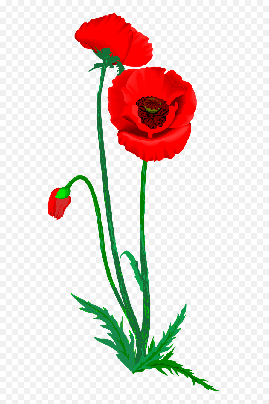 Poppy Flower Red - Free Image On Pixabay Flori De Var Clipart Emoji,Poppy Flower Clipart