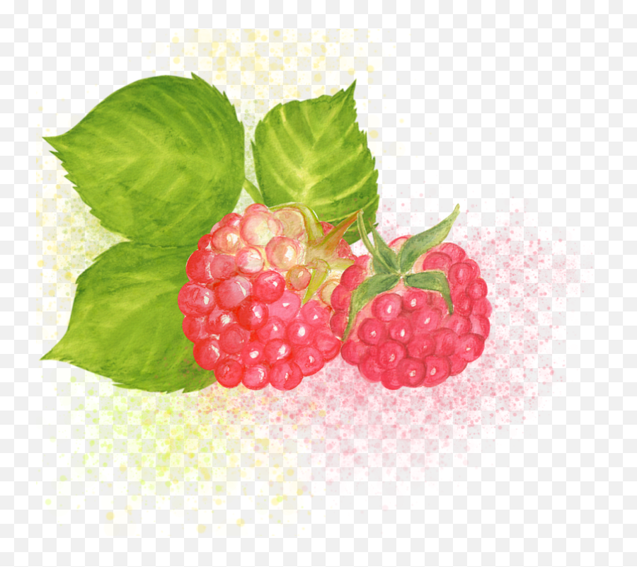 Free Photo Watercolor Nature Clipart Raspbery Decorative - Fresh Emoji,Decorative Clipart