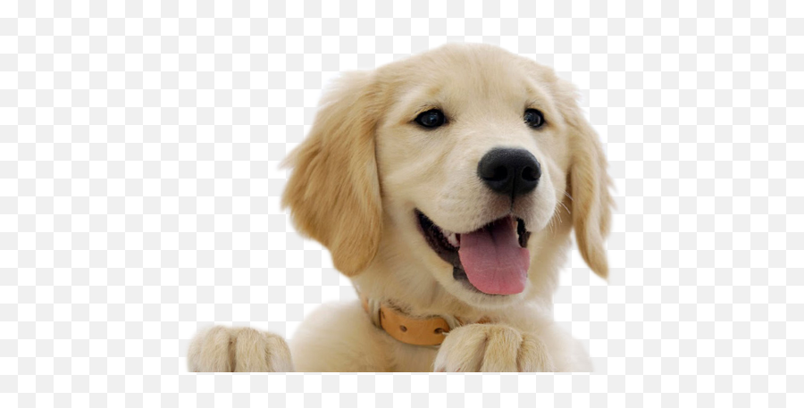 Cute Dog Png Hd Full Size Png Download Seekpng Emoji,Cute Dog Png