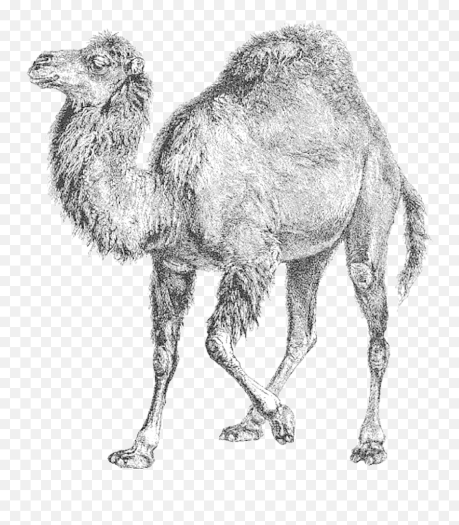 The Perl Camel Wpsso Emoji,Camel Transparent Background