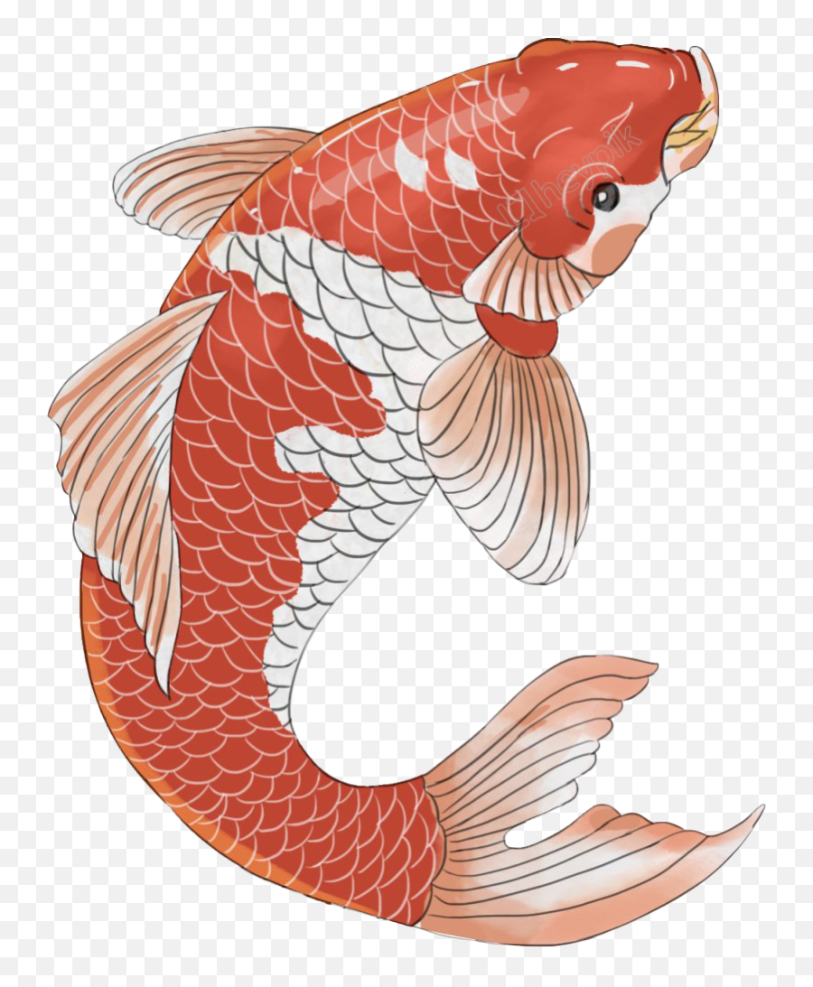 Koi Fish Png File - Koi Fish Illustration Png Emoji,Fish Png