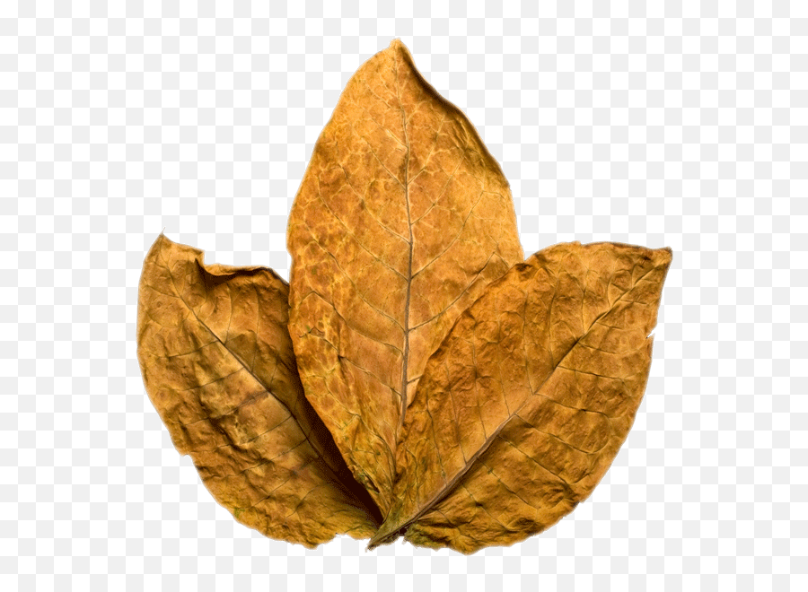 Tobacco Leaf Image Png Transparent Background Free Download - Tobacco Leaf Transparent Emoji,Leaf Transparent