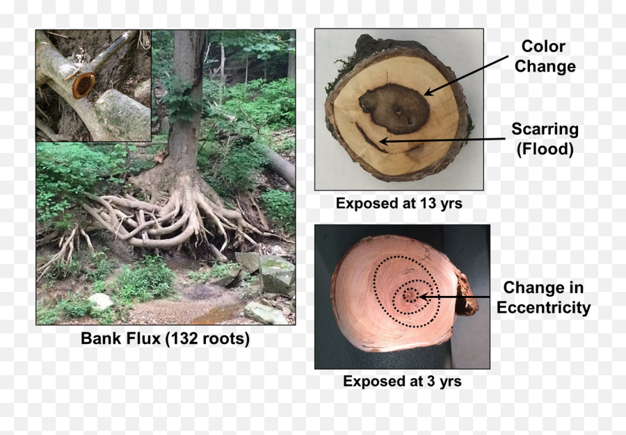 Scientists Estimate Erosion Rates With Cross Sections Of Emoji,Tree Roots Png