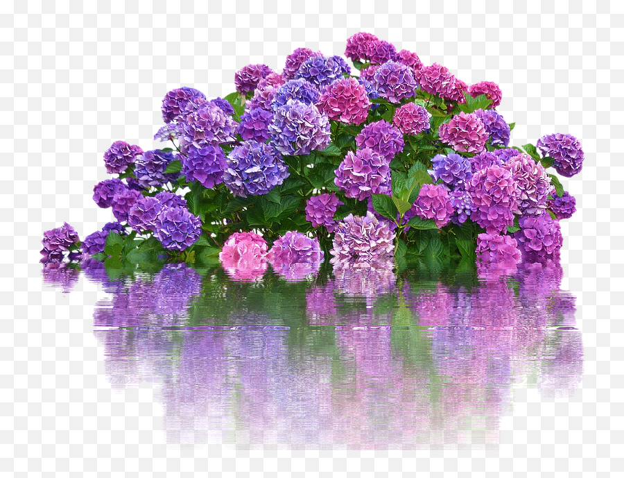 Hydrangeas Flowers Bush - Bunga Floral Logo Olshop Kosong Hd Png Emoji,Hydrangea Png