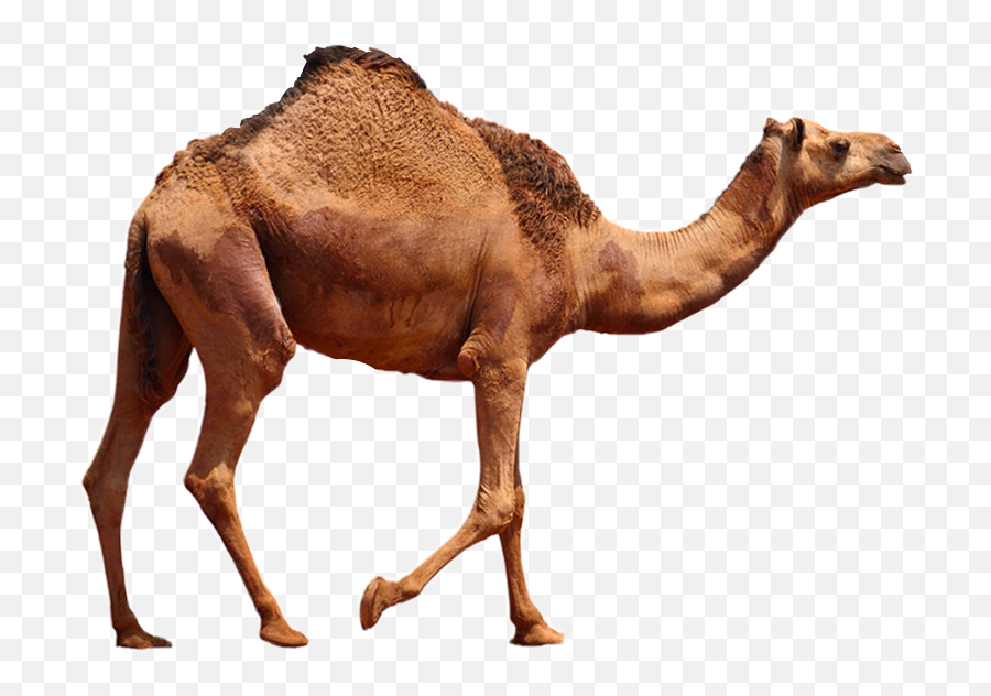 Camel Sticker By Deyuel Emoji,Camel Transparent Background