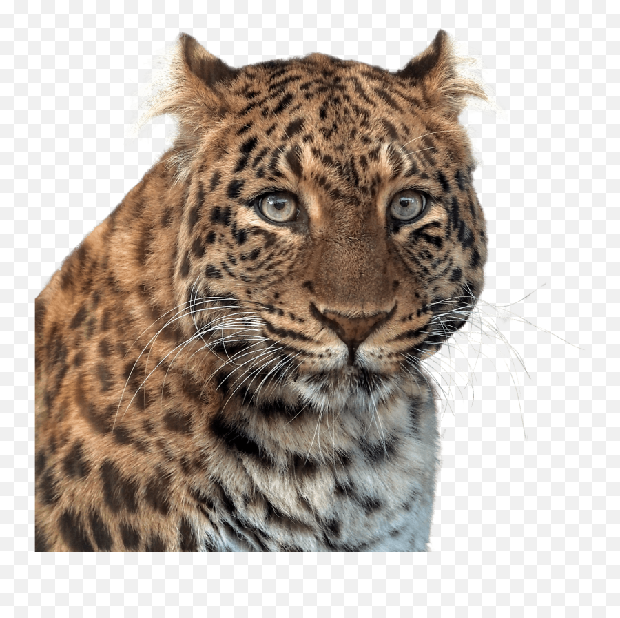Panther Head Transparent Png - Stickpng Imagenes De Animales Emoji,Panther Png