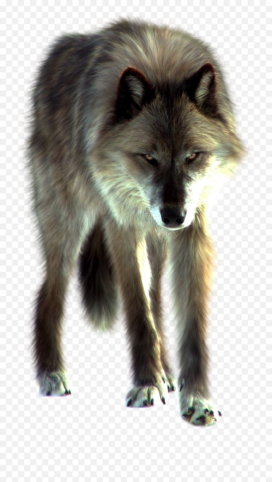 Wolf Png Image - Wolf Png Emoji,Wolf Transparent