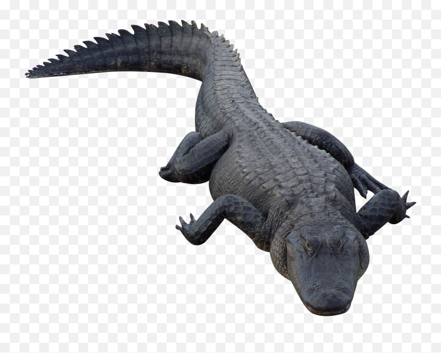 Gator Clipart Crocodile Australian Picture 1196025 Gator - Alligator Transparent Background Emoji,Gator Clipart