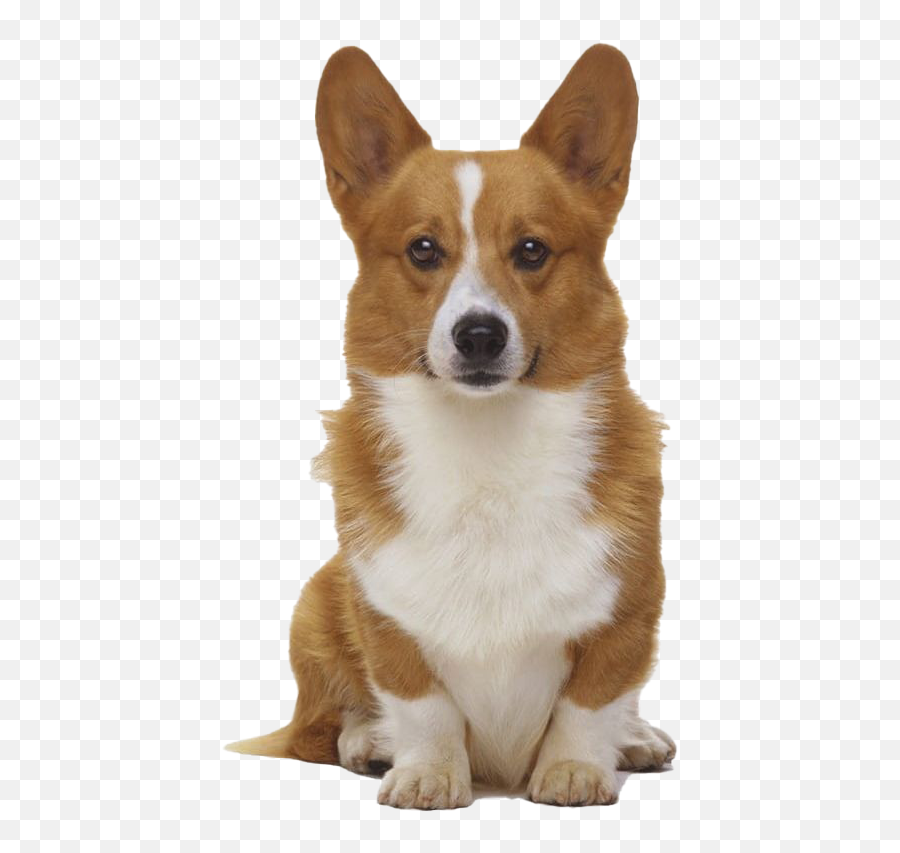 Cute Corgi Dog Png Transparent Image - Closed Dog Bed Emoji,Corgi Transparent