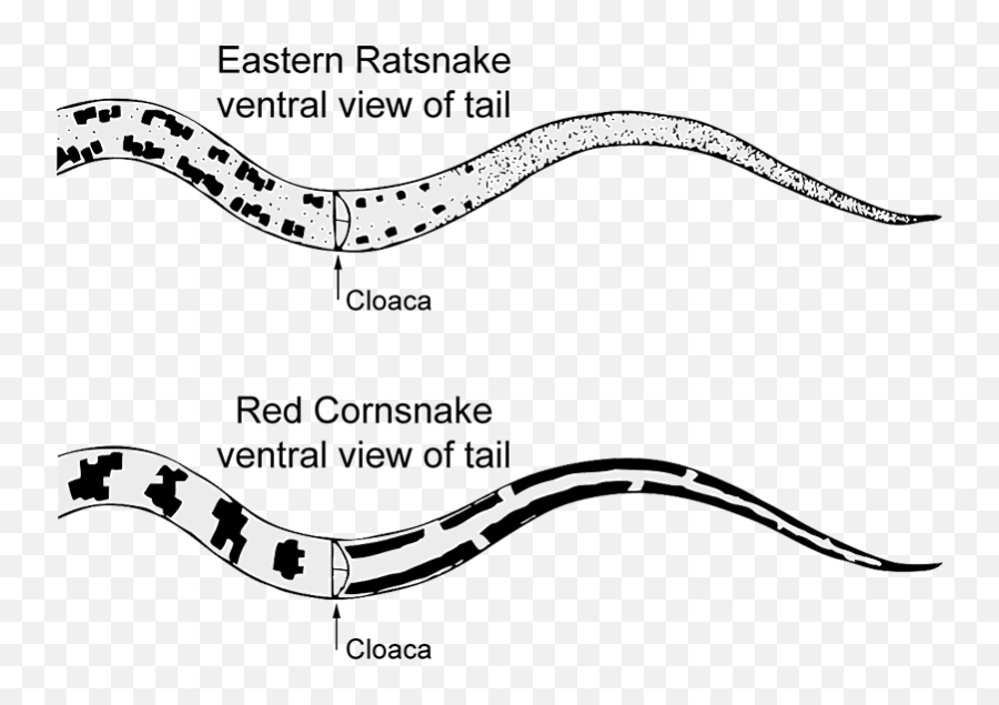 Eastern Ratsnake - Male Vs Female Corn Snake Size Emoji,South Side Serpents Logo