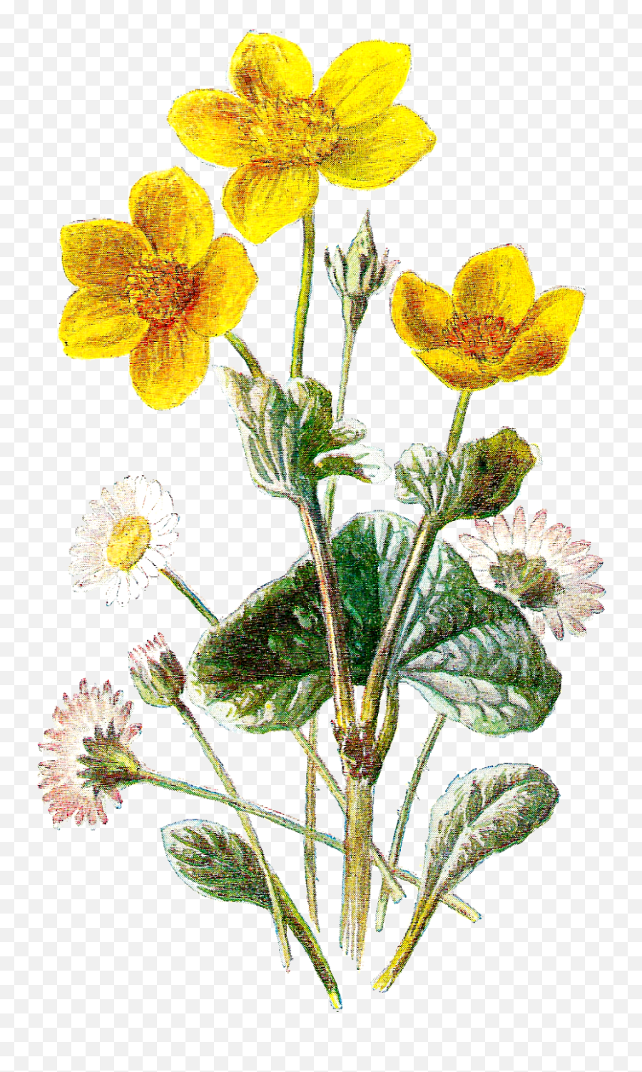Free Wildflower Download Flower Botanical Art Image Daisy - Transparent Background Wild Flowers Png Emoji,Wildflower Png