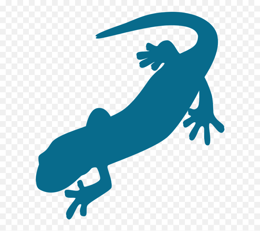 Saurian Amphibian Salamander - Free Vector Graphic On Pixabay Animated Salamander Emoji,Gecko Clipart