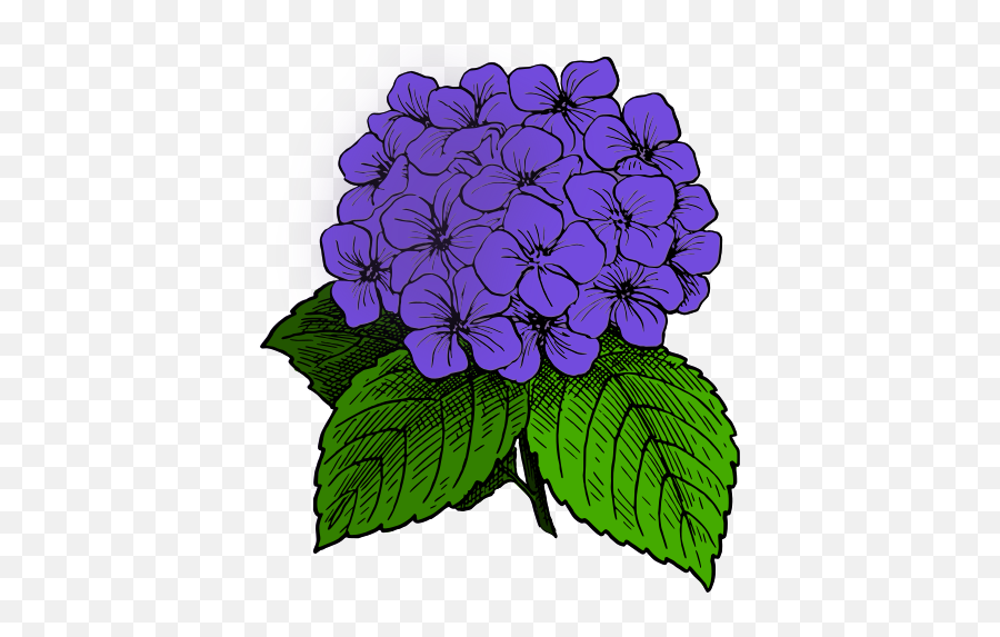 Purple Hydrangea Clip Art Image - Flower Clip Art Hydrangea White Emoji,Hydrangea Png