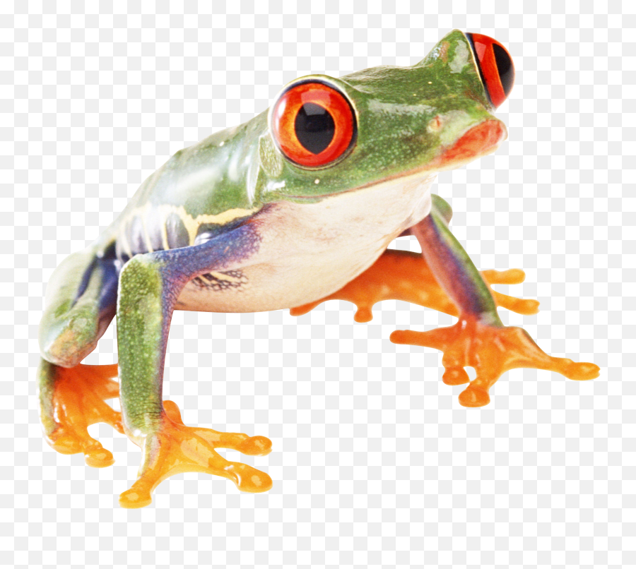 Frog Png - Transparent Frog Png Emoji,Frog Transparent