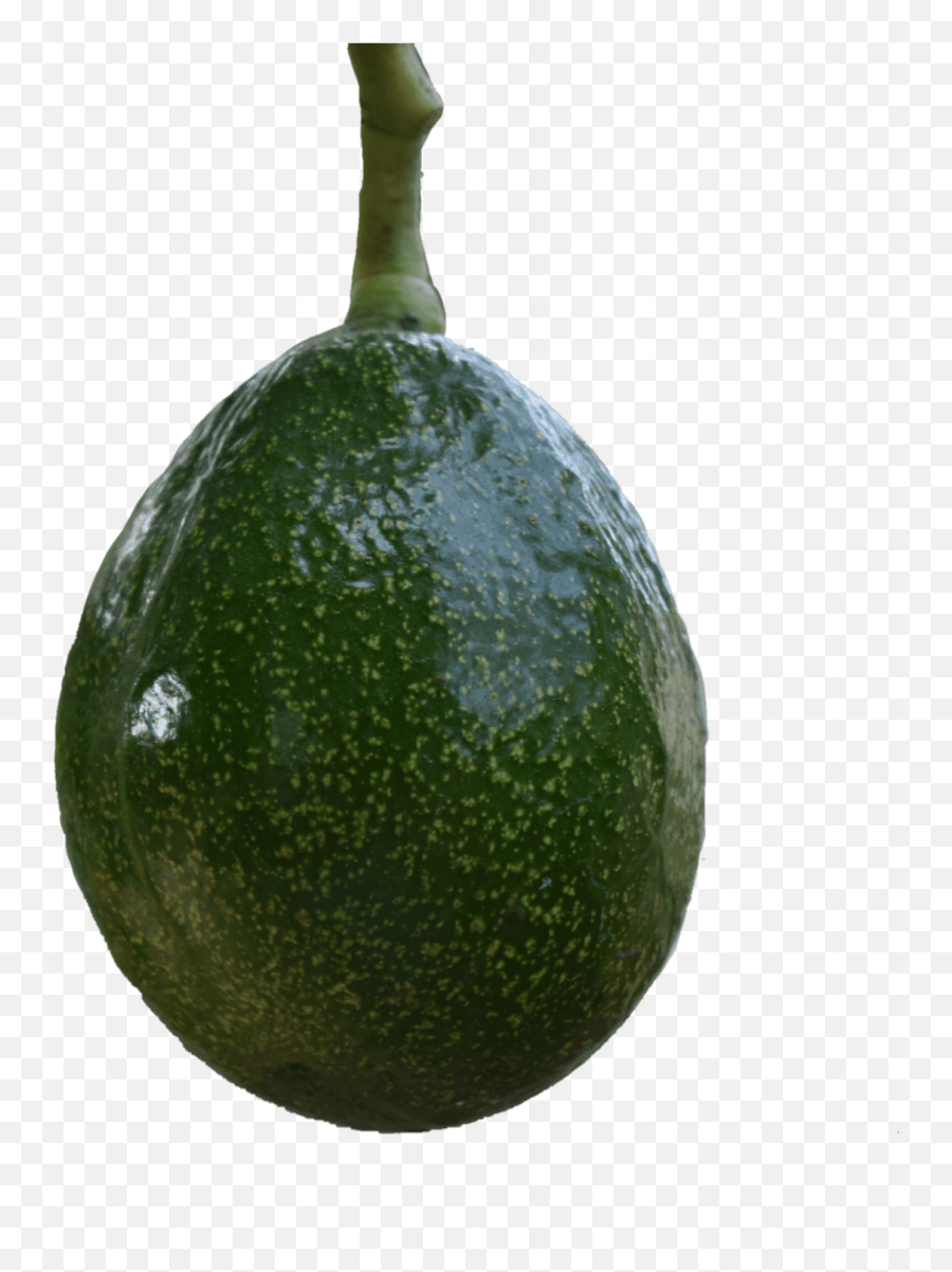 Avocado Fruit Png Emoji,Avacado Clipart