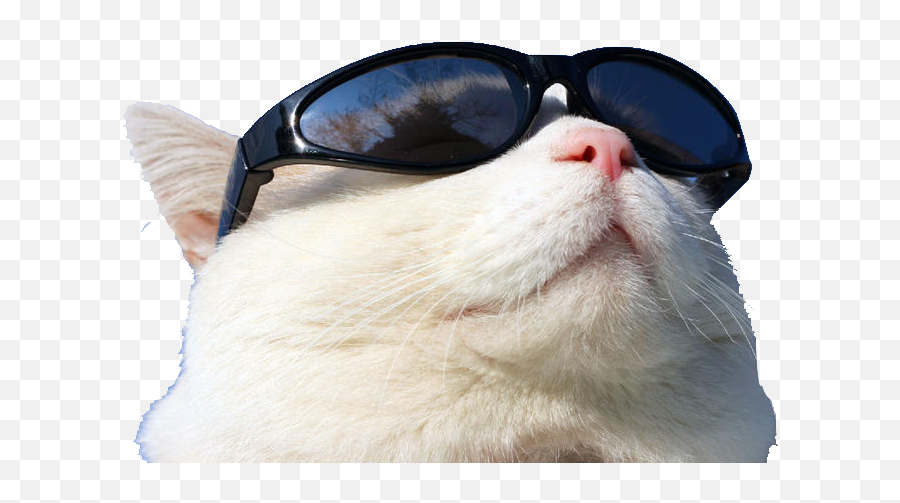 Download Wearing Cat Github Sunglasses Sunscreen Free - Transparent Cool Cat Png Emoji,Sunglasses Transparent Background