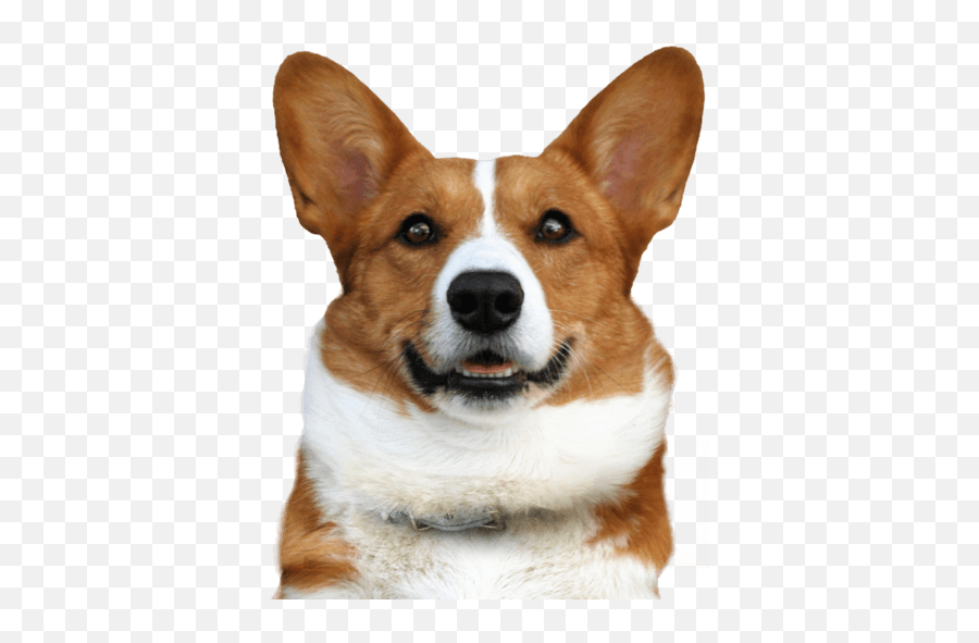 Corgi Puppies For Sale - Honden Met Grote Oren Emoji,Corgi Transparent
