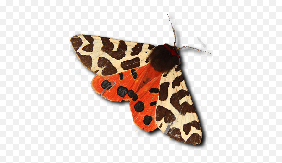 Download Tiger Moth Emoji,Moth Transparent