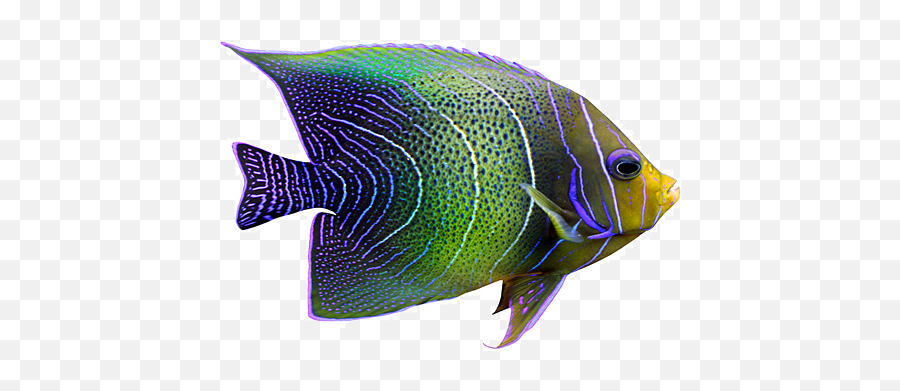 Tropical Fish Png Emoji,Fishes Png