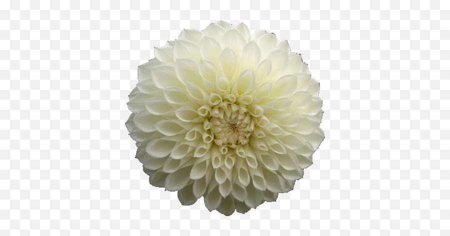 Piccollage Emoji,White Flower Transparent Background