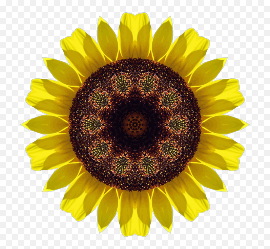 Pollensunflower Seedplant Png Clipart - Royalty Free Svg Png Girasol Flor Png Emoji,Sunflower Logo