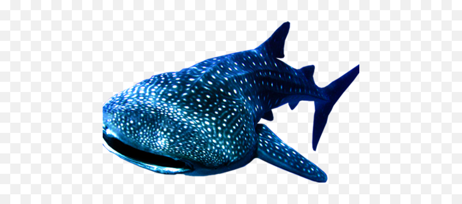 Whale Shark - Marine Whale Shark Png Download 500504 Whale Shark Png Emoji,Shark Png