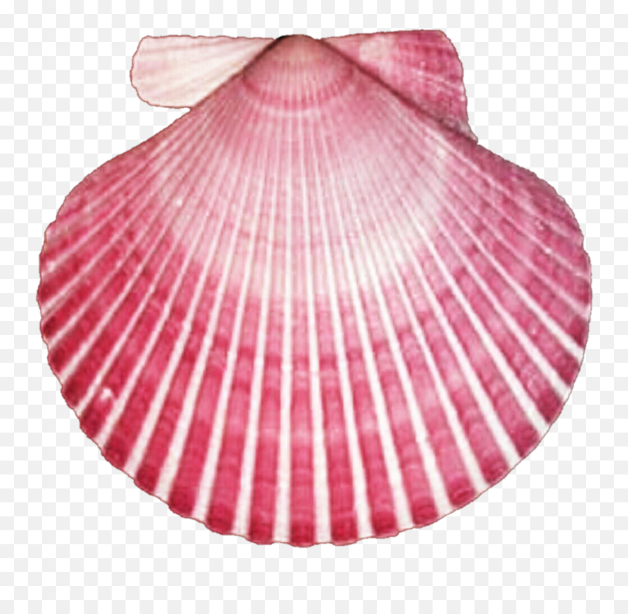 Dark Pink Seashell Clipart - Ocean Pink Sea Shells Emoji,Seashell Clipart