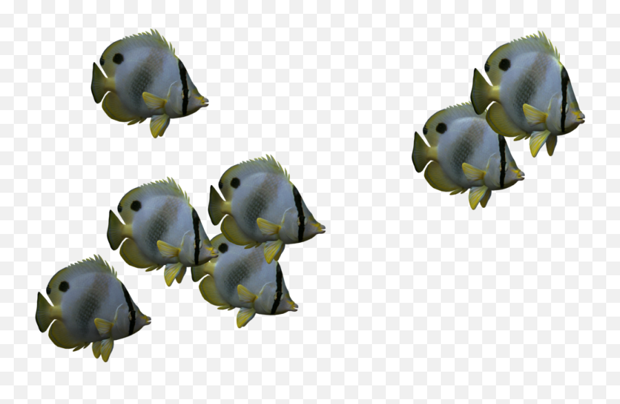 Best Png Clipart - School Of Fish No Background Transparent Emoji,Fish Clipart No Background