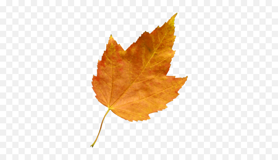 Orange - Leaf4 Alaska State Fair Plant Pathology Emoji,Leaf Transparent