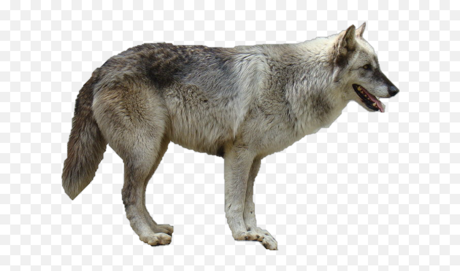 Grey Wolf Transparent Png - Grey Wolf Png Emoji,Wolf Transparent