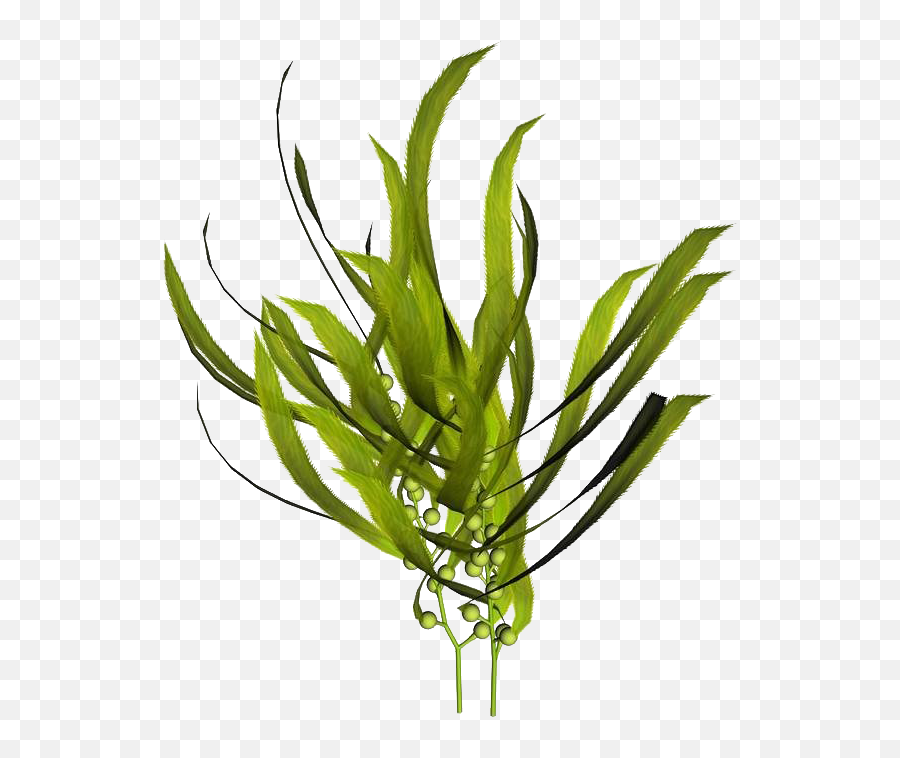 Macrocystis Pyrifera Kelp Seaweed - Kelp Extract Emoji,Seaweed Png