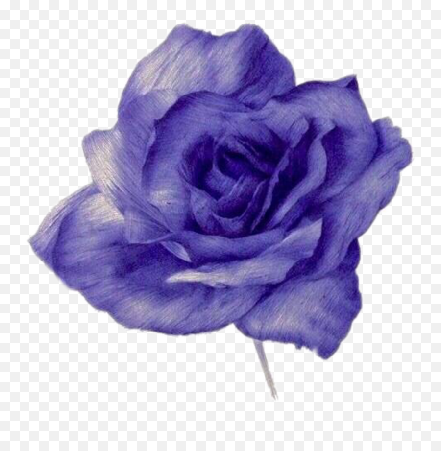 Blue Rose Flower Naruto Image Ino Yamanaka - Blue Watercolor Flower Aesthetic Purple Png Emoji,Watercolor Background Png