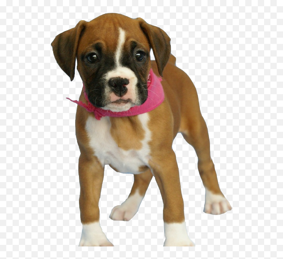 Download Free High Quality Dog Images Png Transparent - Boxer Puppy Png Emoji,Dogs Png