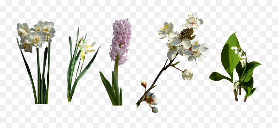 Free Photo Daffodil Flower Garden Spring Hyacinth Flowers Emoji,Spring Flowers Png