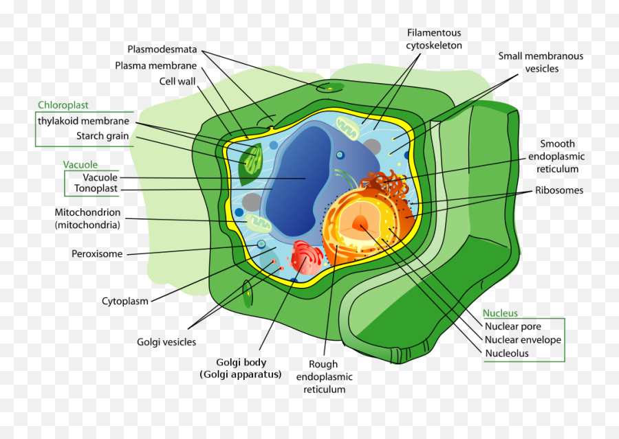 Difference Between Eukaryotic And Prokaryotic Cells Venn Emoji,Venn Diagram Clipart