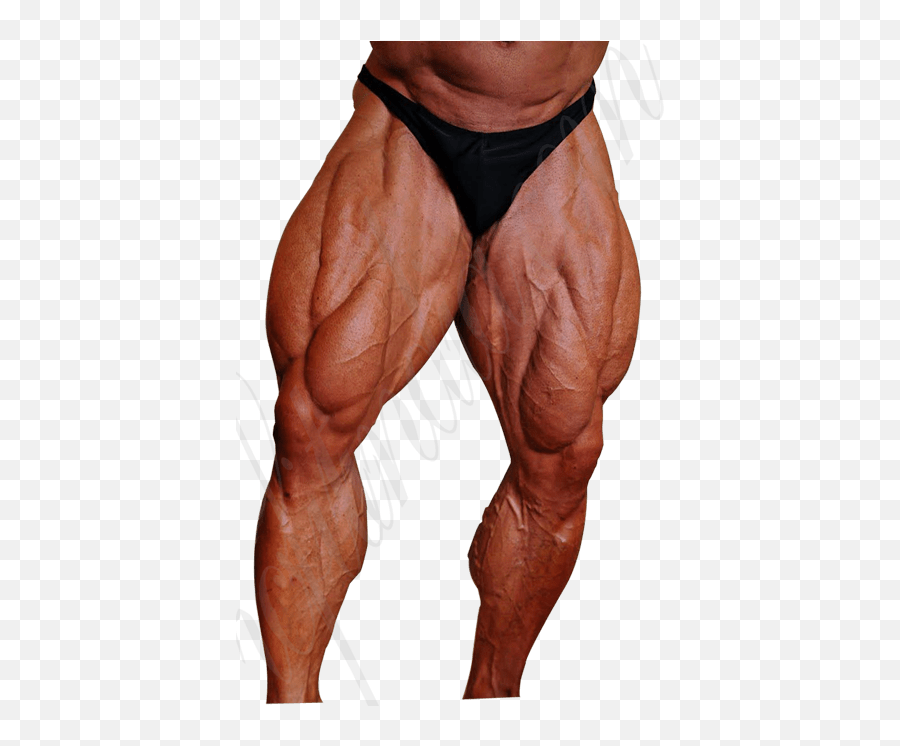 Muscle Anatomy - Buff Legs Png Emoji,Legs Png